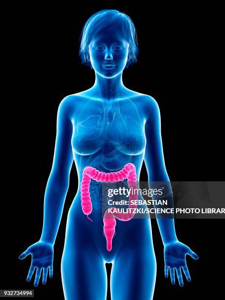 ilustraciones, imágenes clip art, dibujos animados e iconos de stock de female large intestine, illustration - intestino-grueso