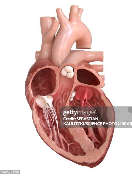 human heart valves, cross section illustration - heart cross section stock illustrations