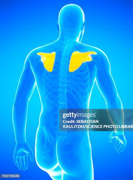 human shoulder blades, illustration - scapula stock illustrations