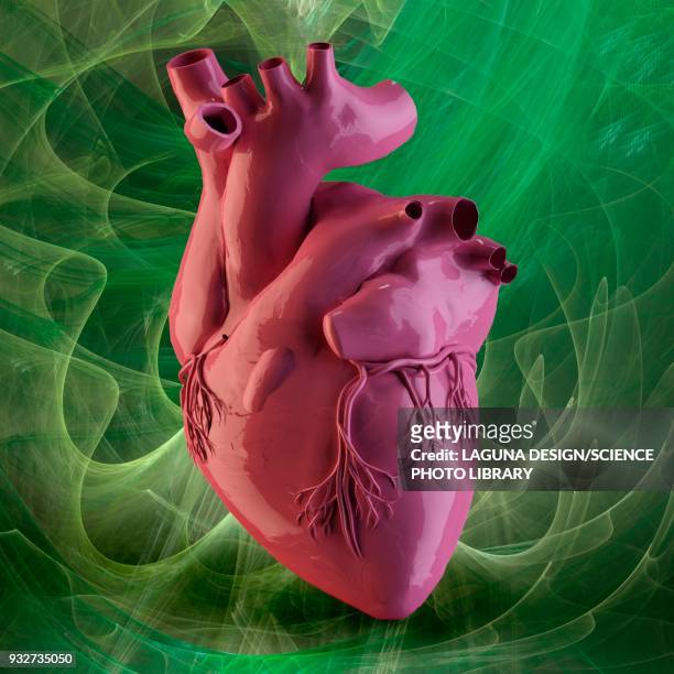 heart and coronary arteries, illustration - coronary artery点のイラスト素材／クリップアート素材／マンガ素材／アイコン素材