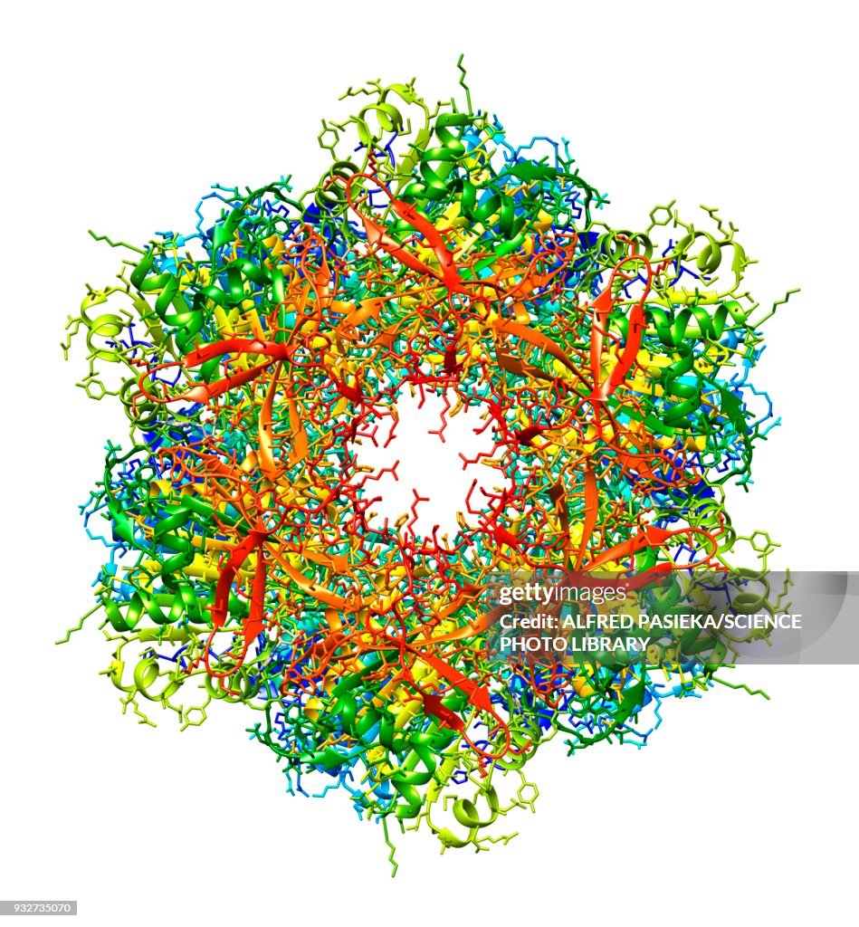 Circadian clock molecule, molecular model