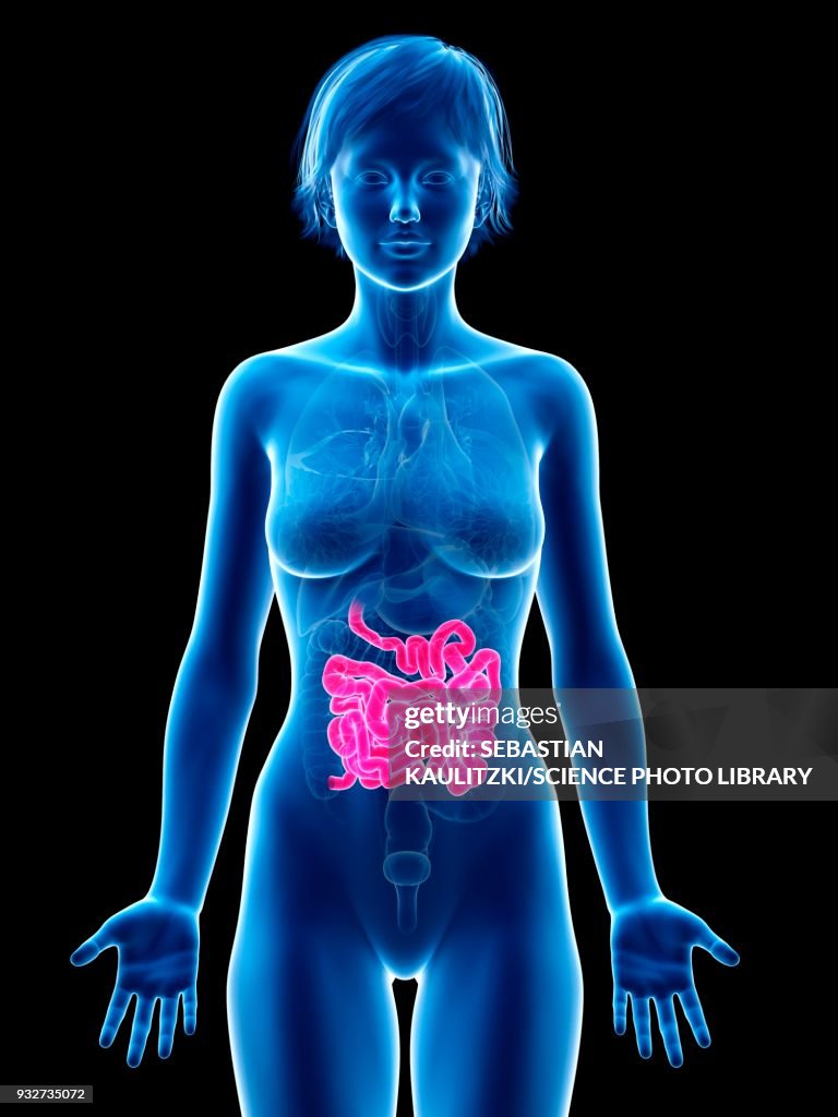 Female small intestine, illustration