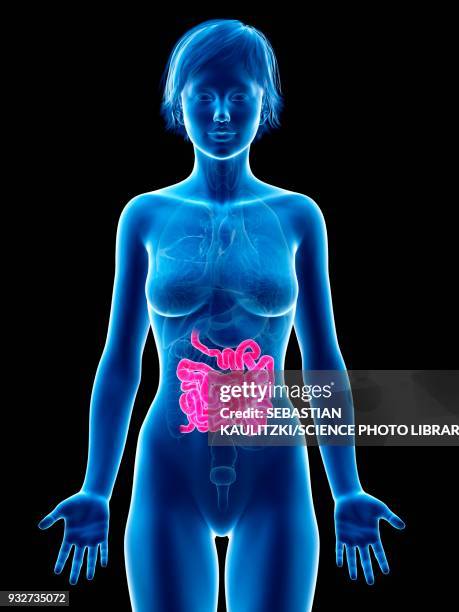 female small intestine, illustration - human small intestine stock illustrations