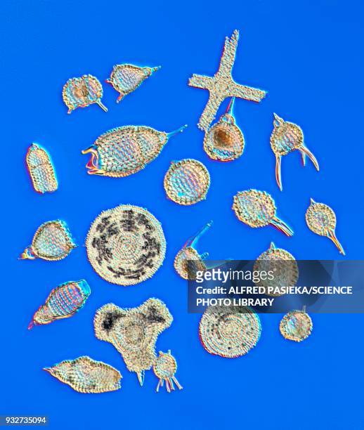 radiolaria skeletons, light micrograph - radiolaria stock illustrations