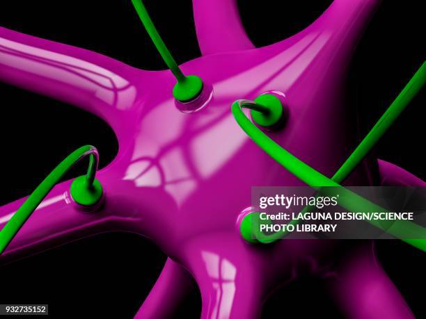 nerve cell and synapses, illustration - synapsenspalt stock-grafiken, -clipart, -cartoons und -symbole
