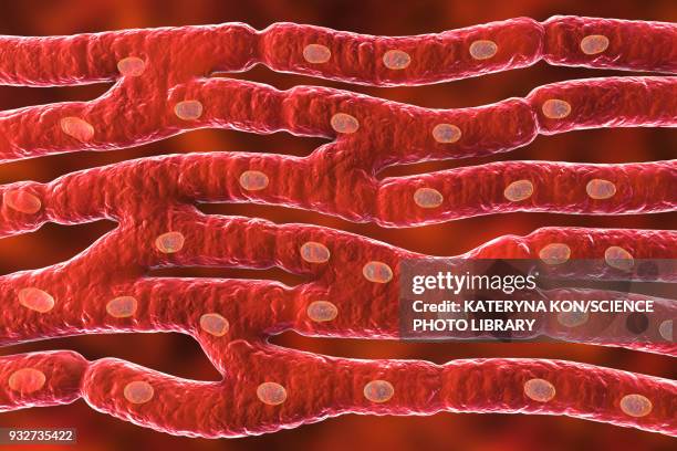 heart muscle structure, illustration - histology stock illustrations