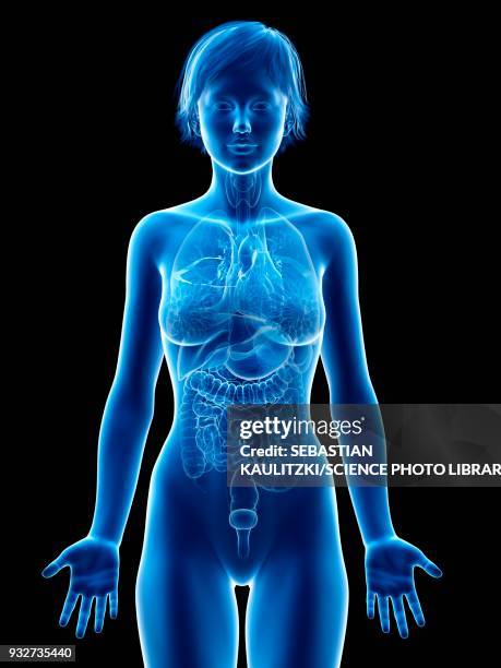 female internal organs, illustration - female internal organs stock illustrations