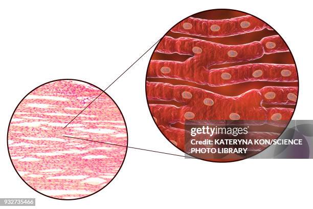 heart muscle structure, illustration and micrograph - light micrograph stock illustrations