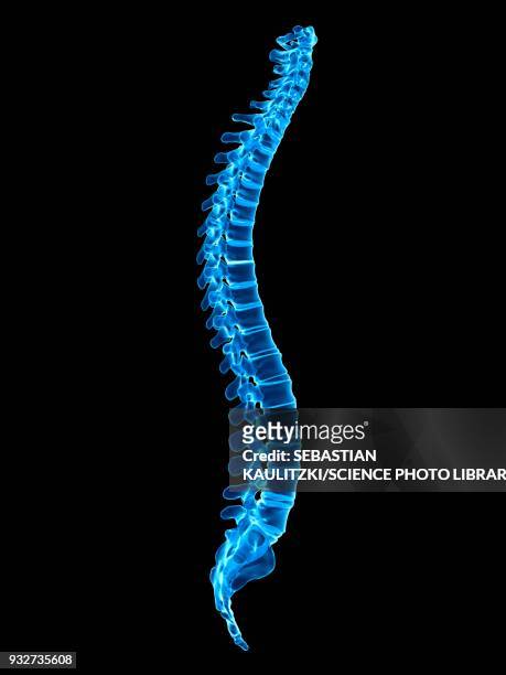 ilustrações de stock, clip art, desenhos animados e ícones de human spine, illustration - coluna vertebral humana