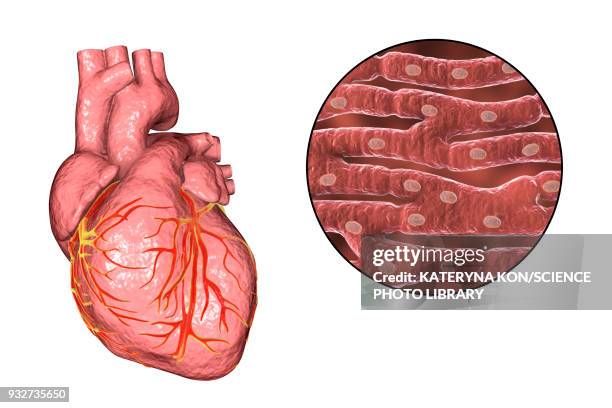 ilustraciones, imágenes clip art, dibujos animados e iconos de stock de human heart and cardiac muscle, illustration - vena cava vena humana