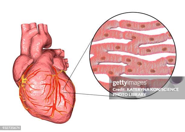 ilustraciones, imágenes clip art, dibujos animados e iconos de stock de human heart and cardiac muscle, illustration - vena cava vena humana