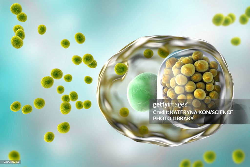 Chlamydia infection, illustration