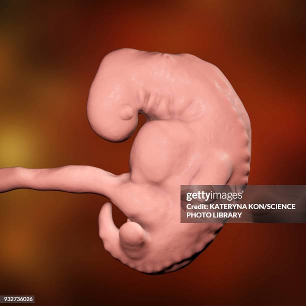 Condor Embryo 55 Week 4 Embryo Stock Photos, High-Res Pictures, and Images - Getty Images