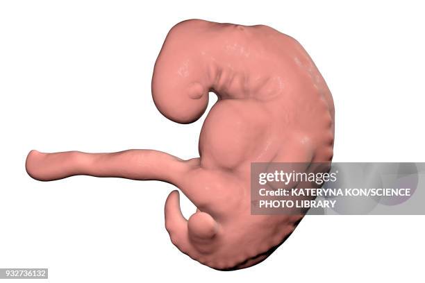 embryo during 4th week, illustration - first trimester stock illustrations