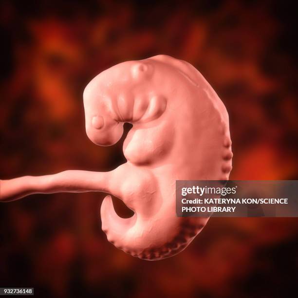 Condor Embryo 55 Week 4 Embryo Stock Photos, High-Res Pictures, and Images - Getty Images