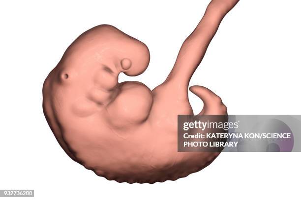 embryo during 4th week, illustration - first trimester stock illustrations