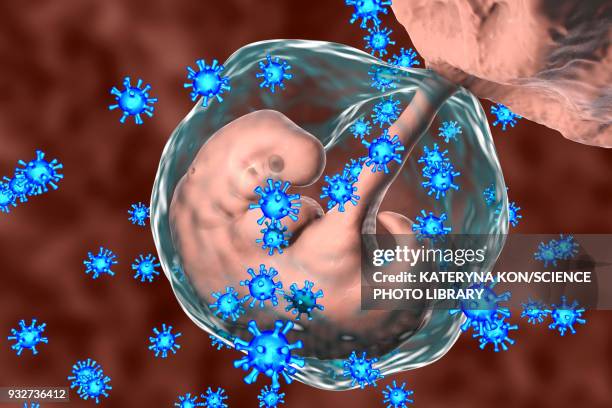 ilustrações, clipart, desenhos animados e ícones de viruses infecting human embryo, conceptual illustration - genital herpes