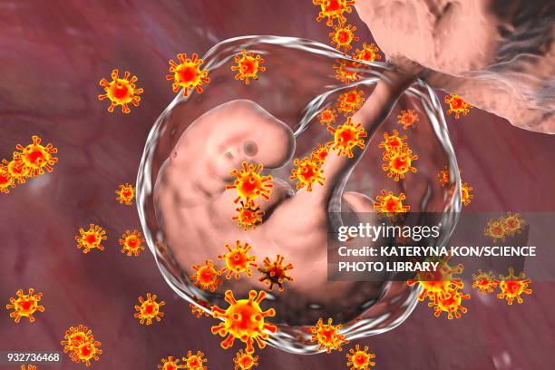 viruses infecting human embryo, conceptual illustration - morbillivirus stock illustrations