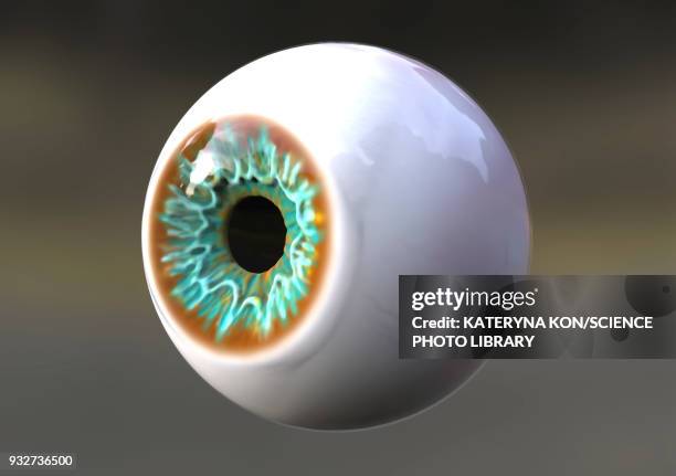 human eye, illustration - eye ball stock illustrations