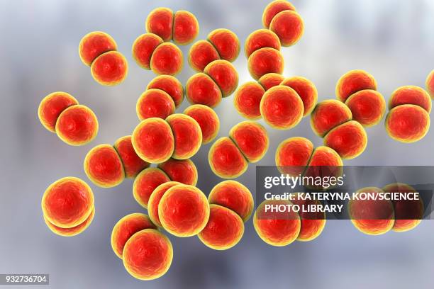 gonorrhoeae bacteria, illustration - gonorrhea bacterium stock illustrations