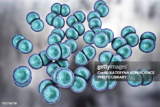 gonorrhoeae bacteria, illustration - gonorrhea bacterium stock illustrations