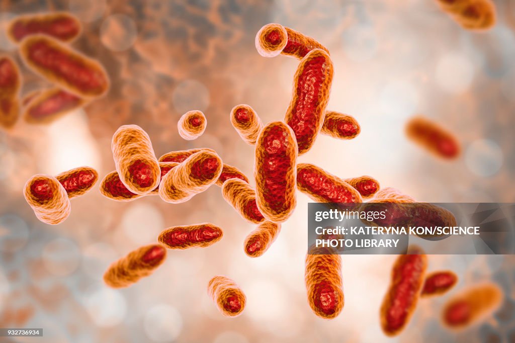 Tannerella forsythia bacteria, illustration