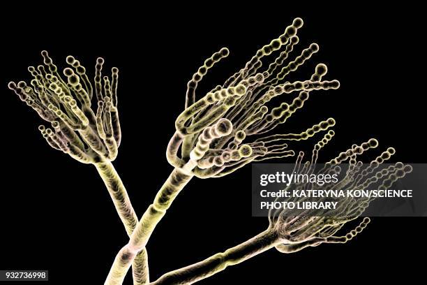 stockillustraties, clipart, cartoons en iconen met penicillium fungus, illustration - conidiophore