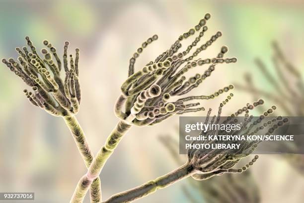 stockillustraties, clipart, cartoons en iconen met penicillium fungus, illustration - conidiophore