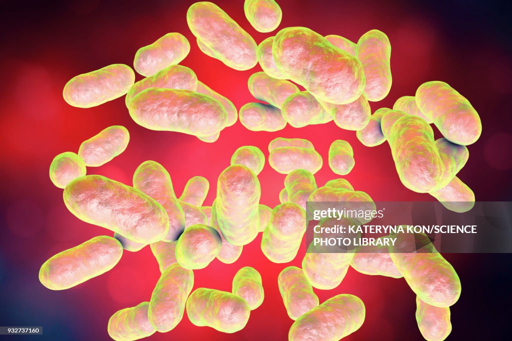 Prevotella bacteria, illustration