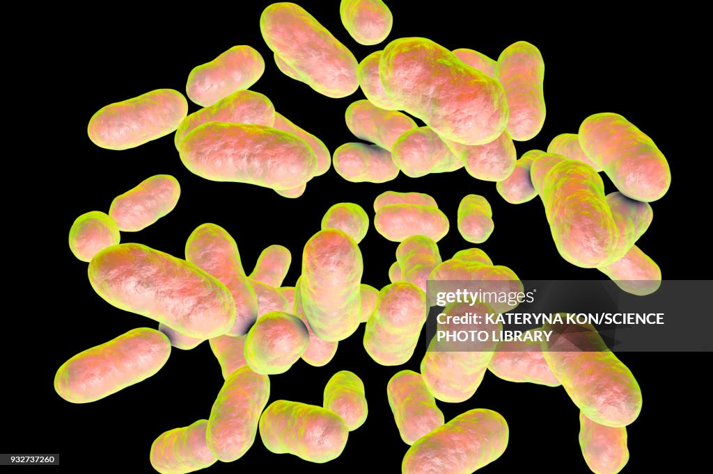 Prevotella bacteria, illustration