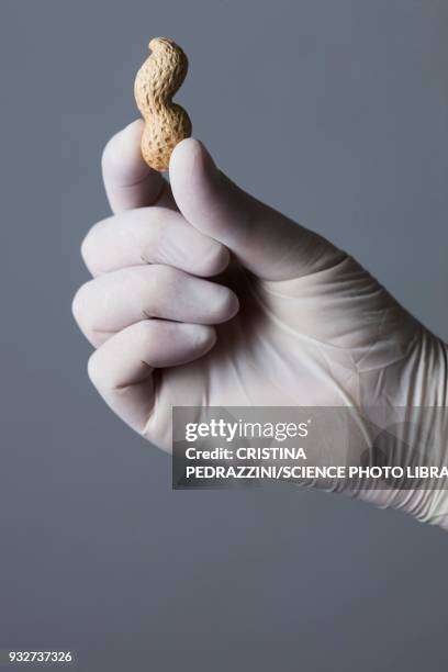 person holding monkey nut - peanut food stock pictures, royalty-free photos & images