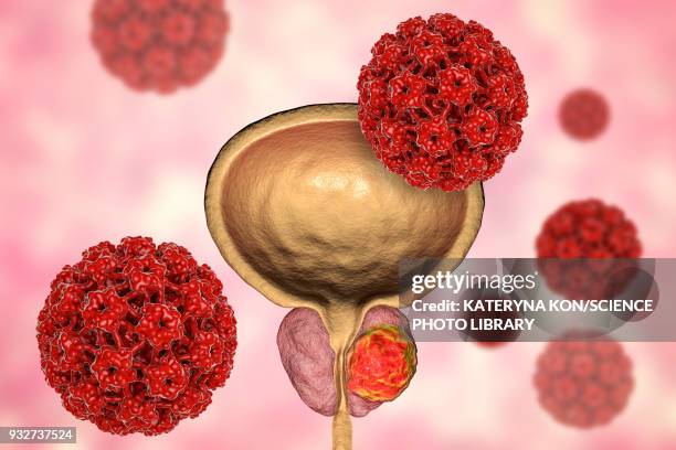 viral etiology of prostate cancer, conceptual illustration - exocrine gland stock illustrations