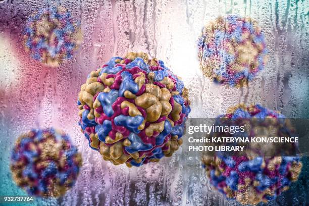 rhinoviruses, conceptual illustration - paramyxoviridae stock illustrations