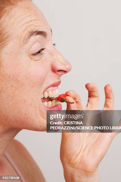 woman biting into red chili - female eating chili bildbanksfoton och bilder