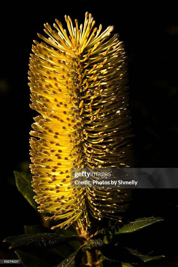 Coastal Banksia