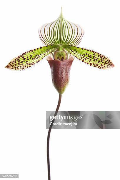 paphiopedilum orchid - white ladys slipper stock pictures, royalty-free photos & images