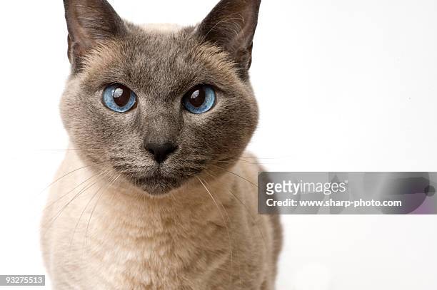 sealpoint siamese on white - siamese cat stockfoto's en -beelden