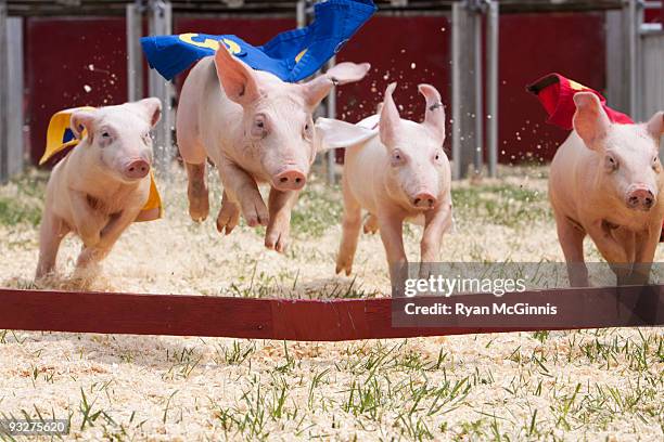 when pigs fly - animal race stock pictures, royalty-free photos & images