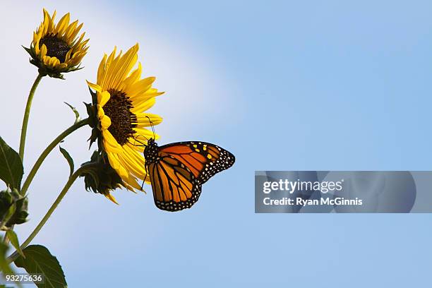 monarch butterfly on sunflower - butterfly on sunflower stock pictures, royalty-free photos & images