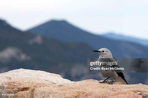 bird and mountains - trail ridge road colorado - fotografias e filmes do acervo