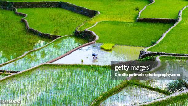 green rice terraces of batad with working woman - luzon stock pictures, royalty-free photos & images
