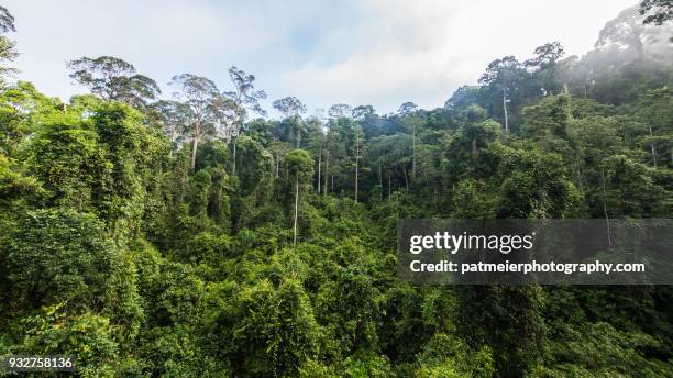 majestic pristine rainforest in danum valley borneo - danum valley stock-fotos und bilder