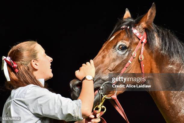 Cliff's Edge after winning the Hacer Group Alister Clark Stakes at Moonee Valley Racecourse on March 16, 2018 in Moonee Ponds, Australia.