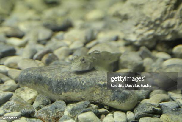 camouflaged round goby fish (neogobius melanostomus) - round goby stock pictures, royalty-free photos & images