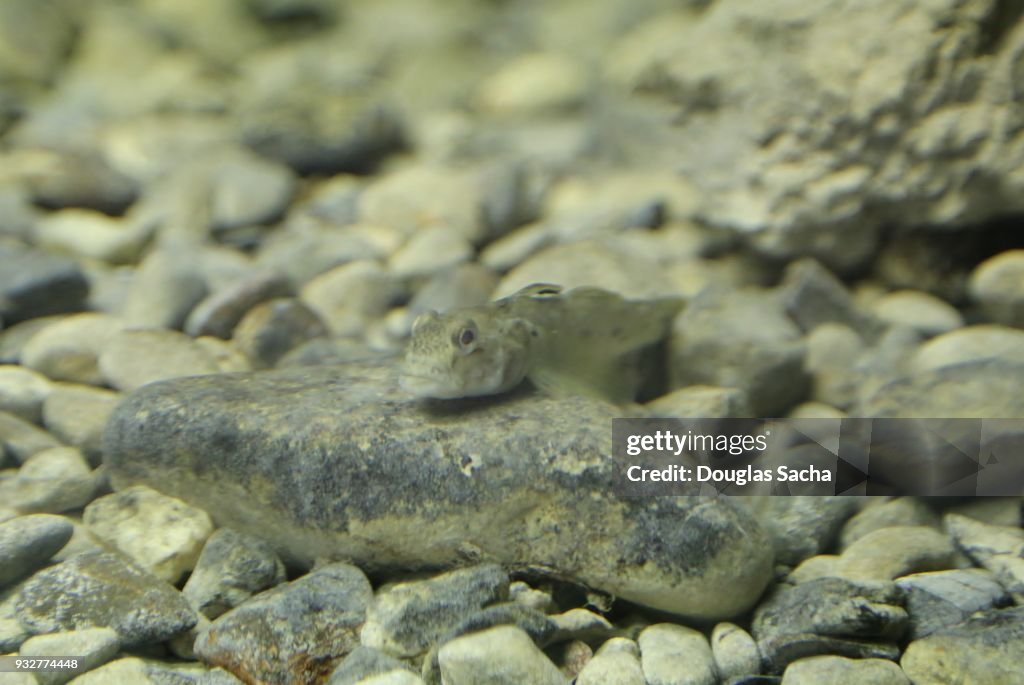 Camouflaged Round Goby fish (Neogobius melanostomus)
