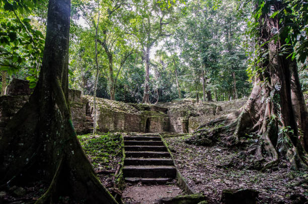 rovine maya nella foresta - palenque photos et images de collection