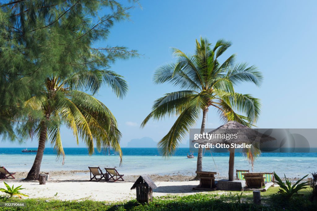 Sandy beach with palm trees