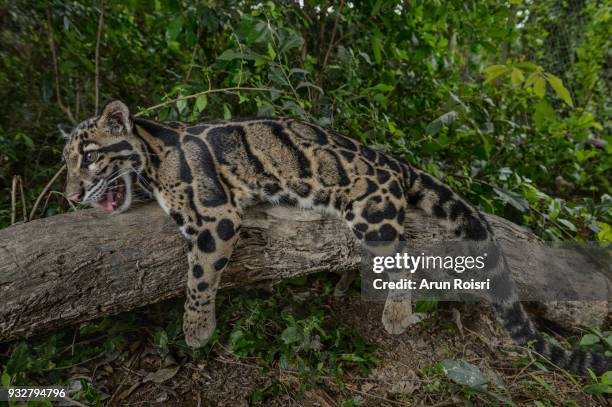 clouded leopards live in forests at elevations of up to 8,000 feet and spend much of their lives in trees. - nebelparder stock-fotos und bilder