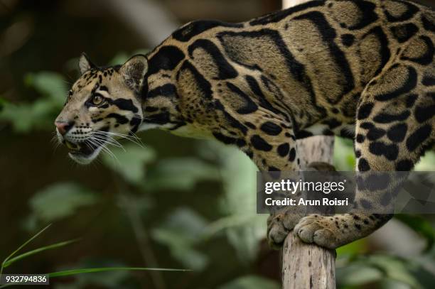 clouded leopards live in forests at elevations of up to 8,000 feet and spend much of their lives in trees. - neofelis nebulosa stock pictures, royalty-free photos & images