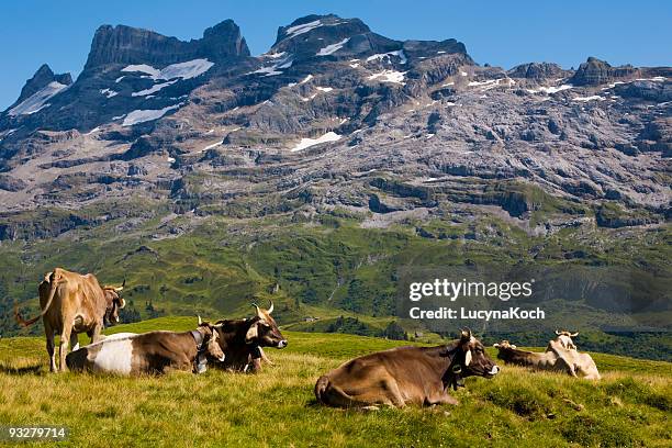 Cow Razzle 69 Cows Napping Stock Photos, High-Res Pictures, and Images - Getty Images